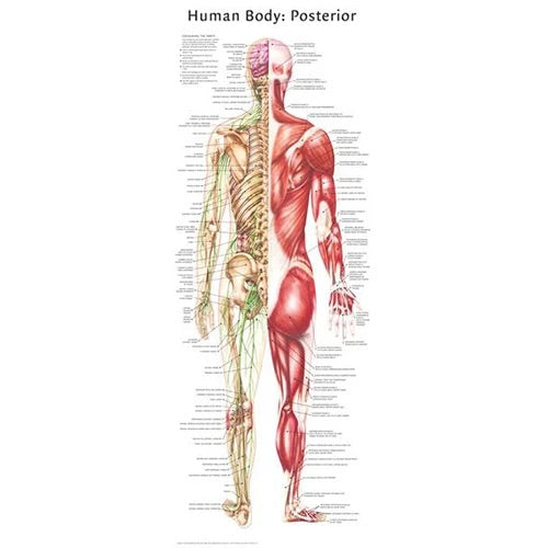Human Body Poster